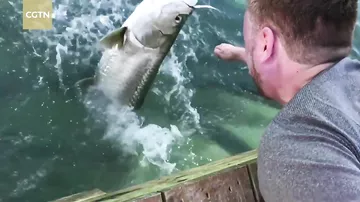 Турист, решивший покормить рыб, убедился, что они могут быть очень жадными