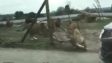 Şirlər iki uşağı parçalamaq istədilər