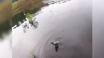 Рыбак заснял на видео, как огромный крокодил отобрал его улов