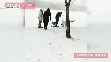 Жительница Канады спасла провалившуюся под лед собаку