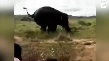 Разъяренный слон насмерть забил фермера бивнями