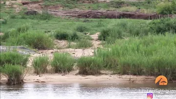 Жираф на протяжении 3.5 часов пытался вырваться из пасти крокодила в национальном парке Крюгера
