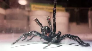 Самого большого ядовитого паука Австралии показали на видео