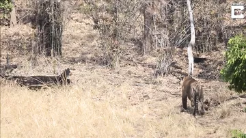 Битву тигра и медведя в дикой природе засняли на камеры