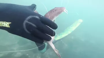 Спасение слепой акулы из смертельной ловушки попало на камеры