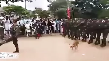 Собака, оказавшаяся на пути солдат во время марша, стала «изюминкой» шествия
