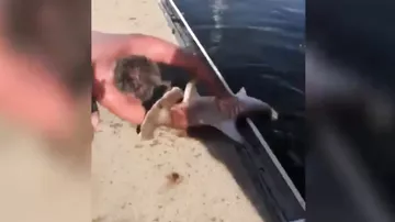 Акула вцепилась в руку рыбаку, но жертвой в этой истории оказался не он