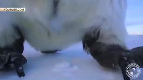 Императорские пингвины в Антарктике сделали селфи и прославились в Сети