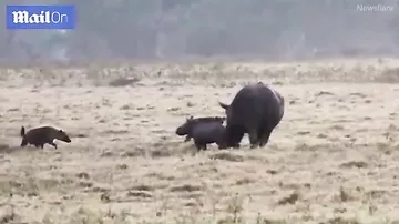 Самка носорога спасла детеныша от гиен