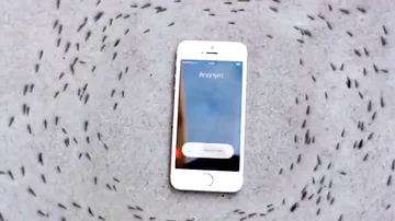 Странное поведение насекомых вокруг iPhone поставило в тупик пользователей Сети