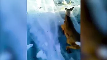 Трогательное видео со спасением детеныша косули умилило пользователей Сети