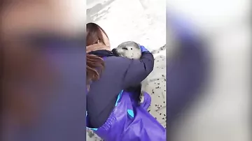 Видео с любящим обниматься тюленем набирает популярность в Сети