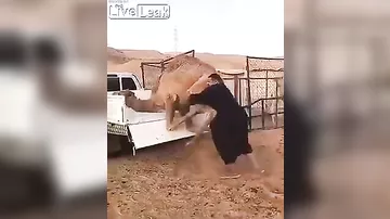 Араб голыми руками забрасывает верблюда в пикап