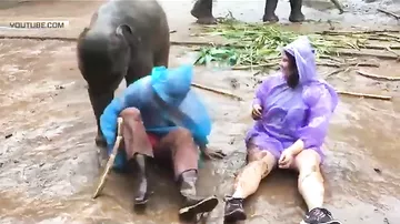 Слоненок задавил туристку во время игры в Таиланде -1