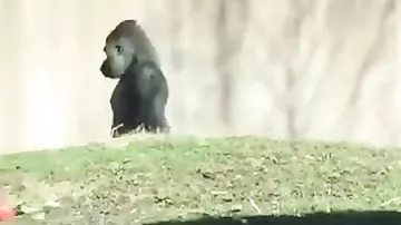 Человеческая походка гориллы удивила посетителей зоопарка