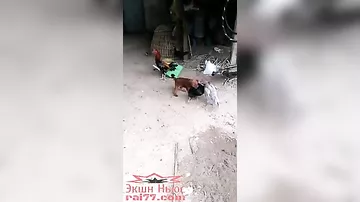 Храбрый щенок вмешался в птичью разборку на дворе в Тайланде