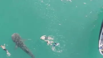 Самая большая акула в мире плавала вместе с людьми