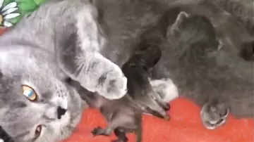 В Приморье кошка позаботилась о новорожденных енотах