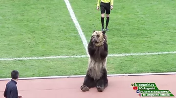 Футбольный матч в Пятигорске открыл медведь