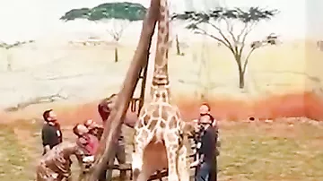 В зоопарке жираф пытался почесать шею, но застрял между ветками и задохнулся