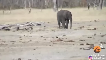 В Зимбабве сняли на видео смертельный бой слонёнка и трёх львов