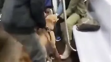 В вагоне метро питбуль набросился на пассажирку