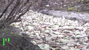 «Мусорный» остров: в Барнауле ищут способ очистить реку от тысяч бутылок