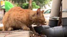 Сирийским кошкам повезло: в Дамаске появились кормушки для бездомных животных