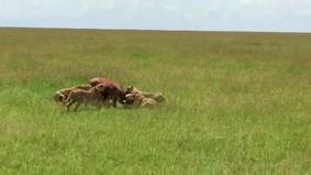 Страшная схватка антилопы с гепардами попала на камеры
