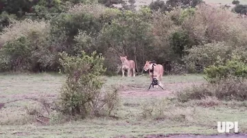 Львица украла камеру у съемочной группы
