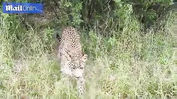 Африканский леопард поиграл с ногой отважного туриста