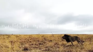 Схватка львов попала на видео