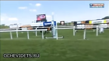 Британская журналистка в прямом эфире остановила скачущего коня