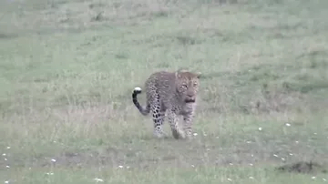 Схватка двух леопардов попала на видео