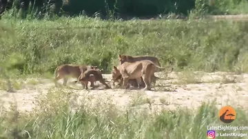 Буйвол отбил варана у молодых львов, а один из них почти научился летать