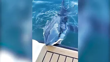 Акула атаковала лодку зоозащитника