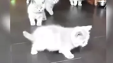 Семь абсолютно одинаковых котят насмешили интернет реакцией на непонятный предмет