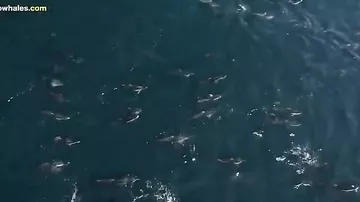 «Танец» полутора тысячи дельфинов вокруг двух китов попал на камеры