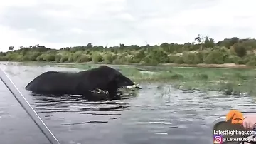 Купающийся слон напал на туристов в лодке