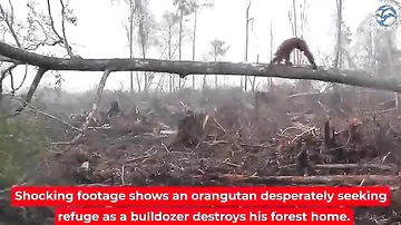 Орангутан, защищая свою территорию, напал на лесорубов