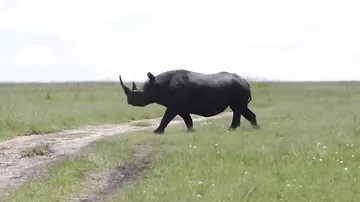 5 сумасшедших атак носорога, снятых на камеру