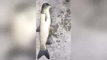 Рыбу с головой голубя поймали в Китае