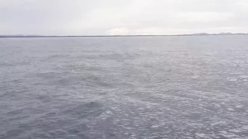 Горбатый кит эффектно выпрыгнул перед туристами из воды