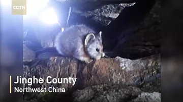 В Китае впервые сняли на видео загадочного "волшебного кролика"