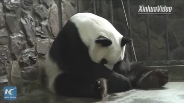 В Китае показали крайне редких новорожденных панд