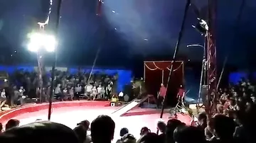 В России медведь терзал дрессировщика на глазах у толпы