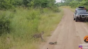 Leopard balası nəhəng kərtənkələni ovladı