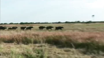 Буйволы отбили у львов своего сородича