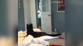 Видео реакции кота на исчезновение хозяина покорило Сеть