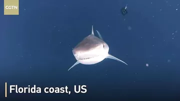 Дайверу во Флориде удалось заглянуть в пасть тигровой акуле